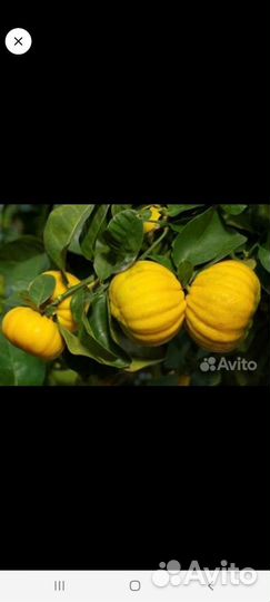 Цитрусы (саженцы)