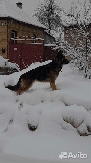 Немец Вязка