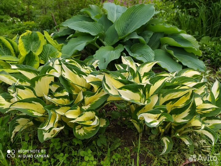 Хосты разные