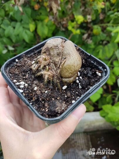 Замиокулькас