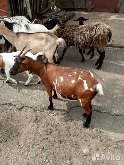 Козы, козлята