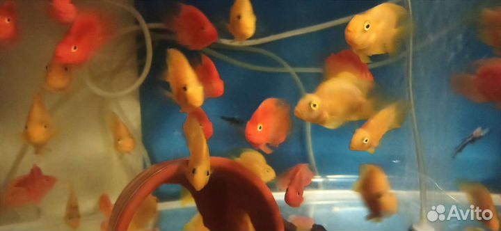 Попугаи,Сомы,Боции,Скаты,Змеегол, Коридор.Скалярия