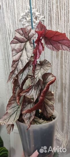 Бегония кейн