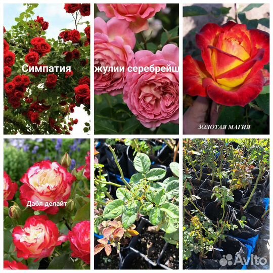 Розы в ассортименте