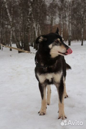 Собака в приюте ждет своих мам и пап
