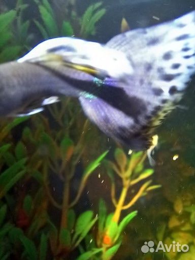 Продам гуппи чистая линия