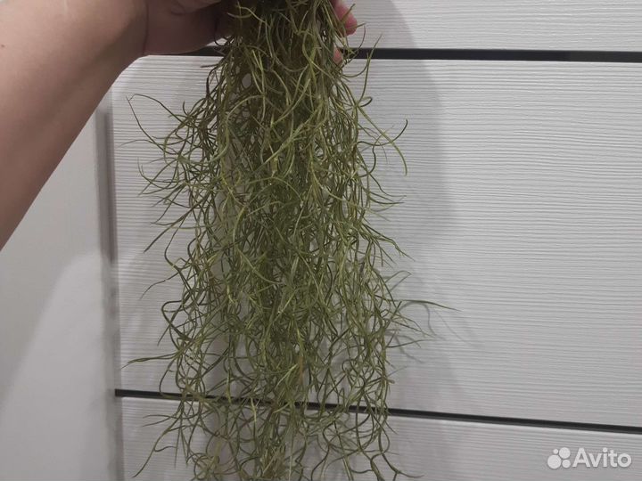 Тилландсия уснеевидная