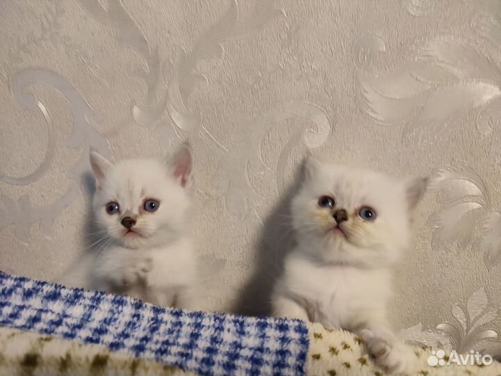 Шотландские вислоухие котята