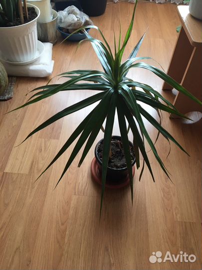 Пальмочка высокая