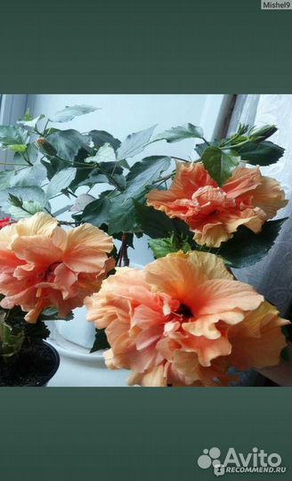 Гибискус китайская роза Персик