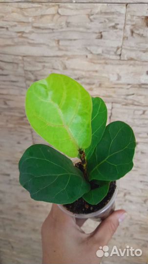 Фикус Лирата