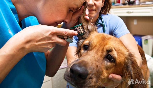 Ветеринарный врач на дом.Кастрации.Стерилизации