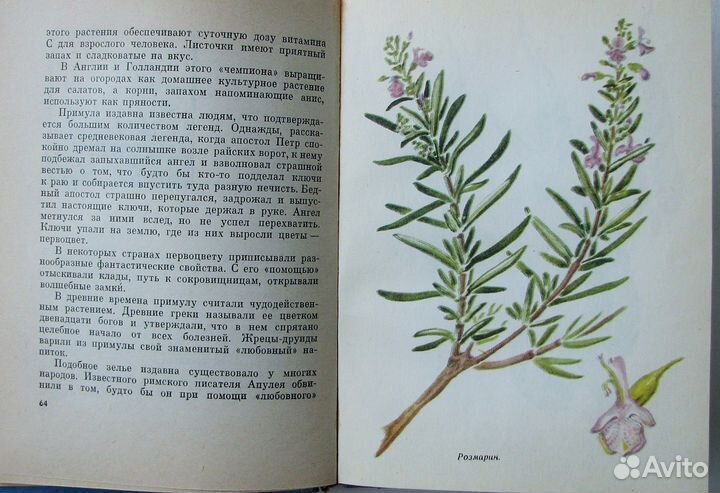 Приходько С. Лечебница на подоконнике