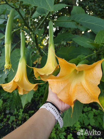 Бругмансия (Brugmansia)