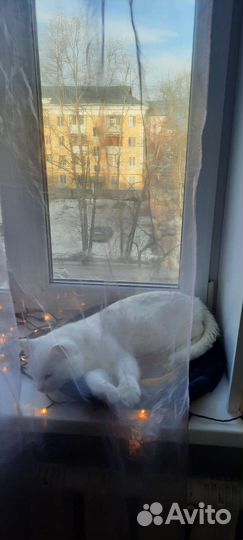 Кроватка для кошки