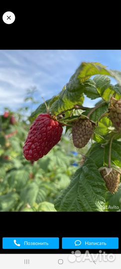 Ремонтантная малина и летняя