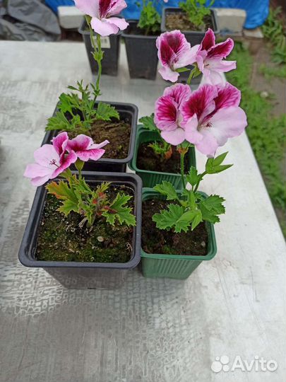 Пеларгония (герань)