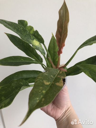 Филодендроны