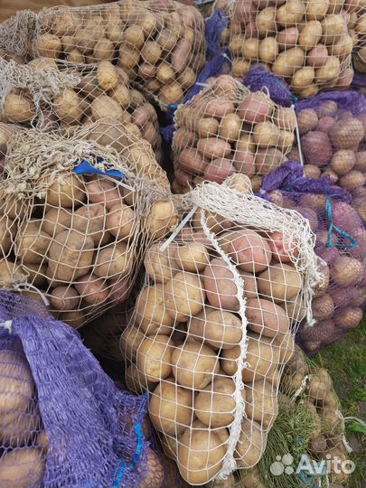 Продам картофель
