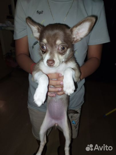 Чихуахуа мини девочка