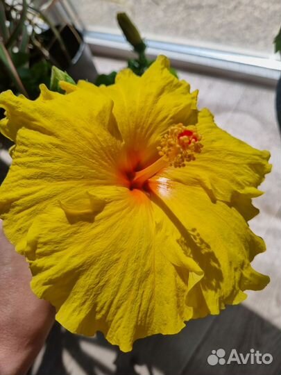 Гибискус розовый махровый Double pink, желтый