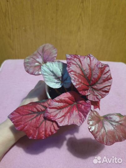 Бегонии Королевские и филодендрон Бурле Макс