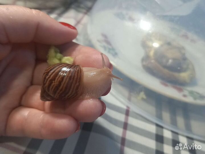 Улитки ахатины