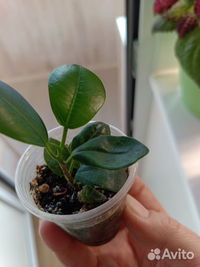 Фикус макламе