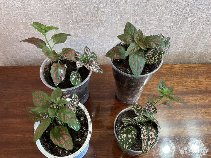 Пеларгония герань