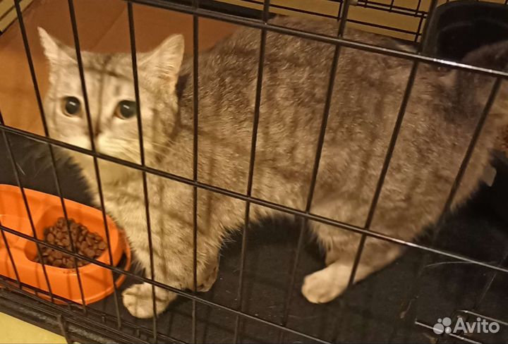 Кошка в дар