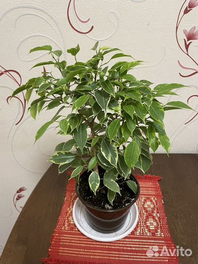 Фикус бенджамина