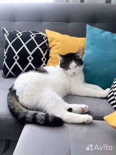 Мягкий котик ищет хозяев