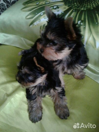 Йоркширский терьер