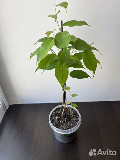 Фикус бенджамина