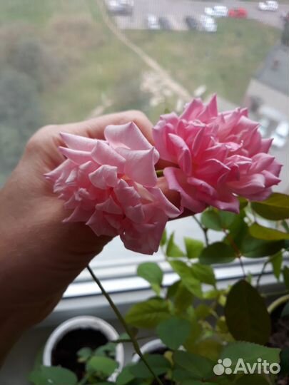 Роза бенгальская Венгерка