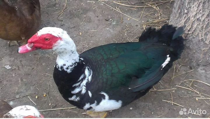 Продаем селезней индоуток