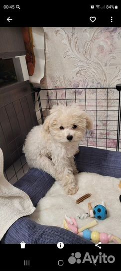 Клетка вольер для собак