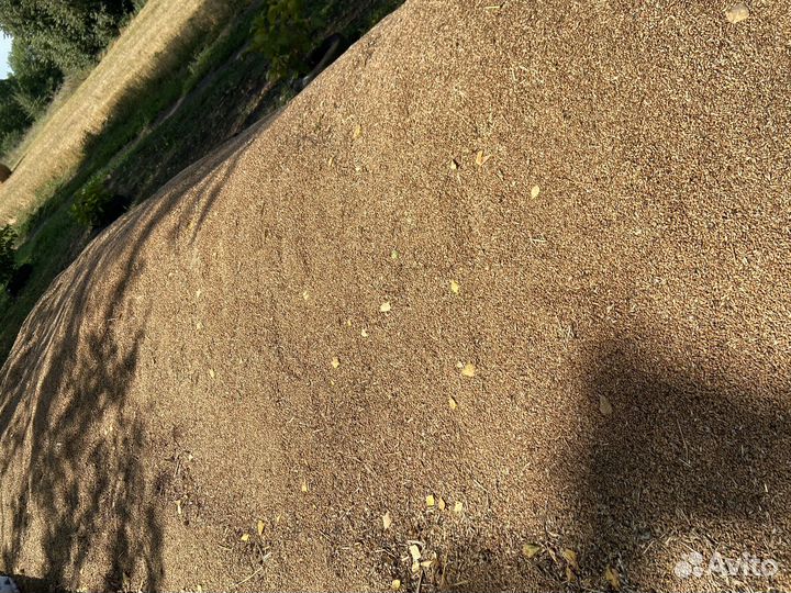 Зерно пшеница