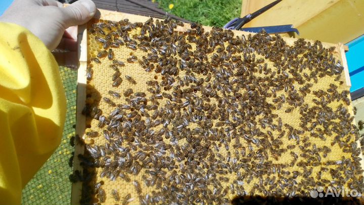 Продажа пчёл, Пчелопакеты бакфаст 2024, Отводки