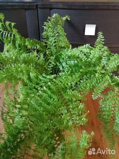 Папоротник комнатный