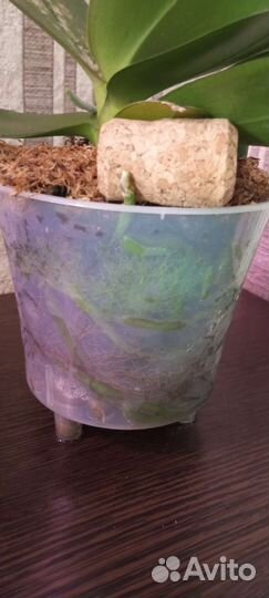 Орхидея фаленопсис