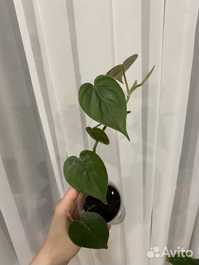 Филодендрон