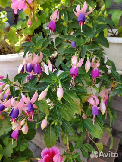 Фуксия укоренённые черенки