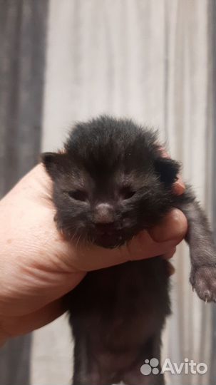 Котята отдам бесплатно