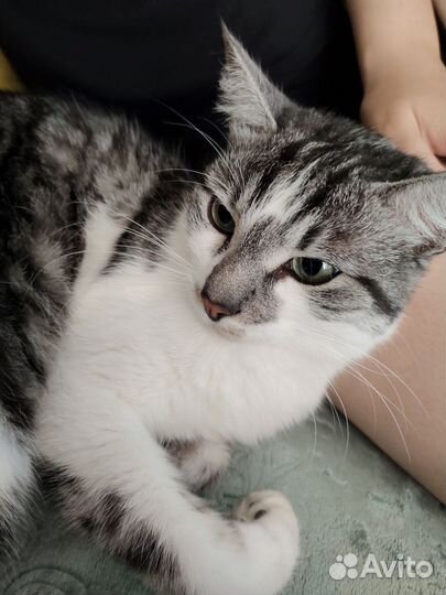 Отдам кота в добрые руки
