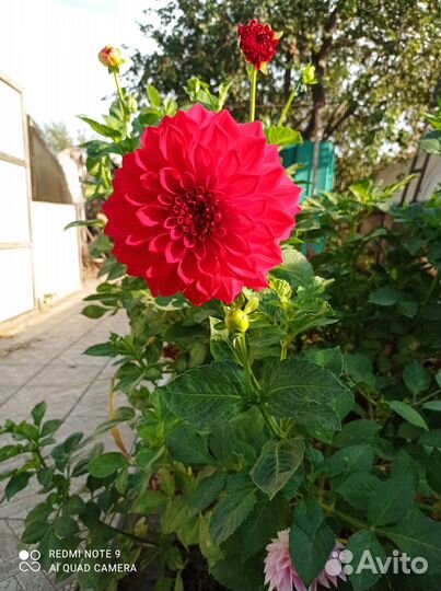 Георгины клубни