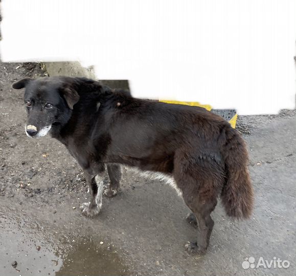 Собака в добрые руки