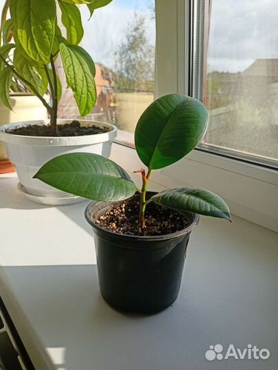 Комнатные растения