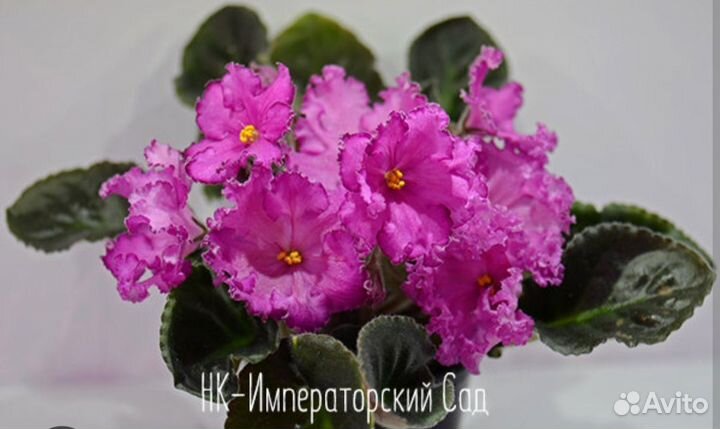 Детки сортовых фиалок