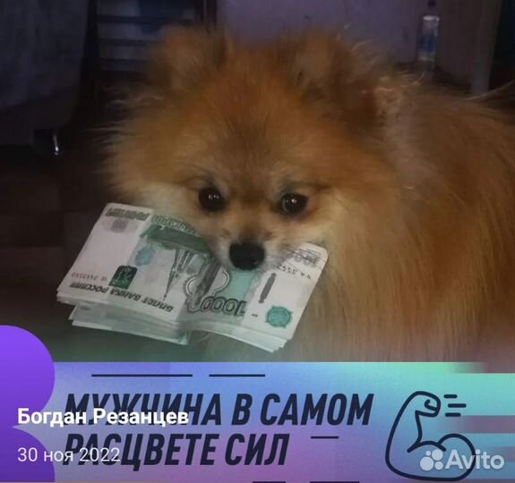 Шпиц вязка